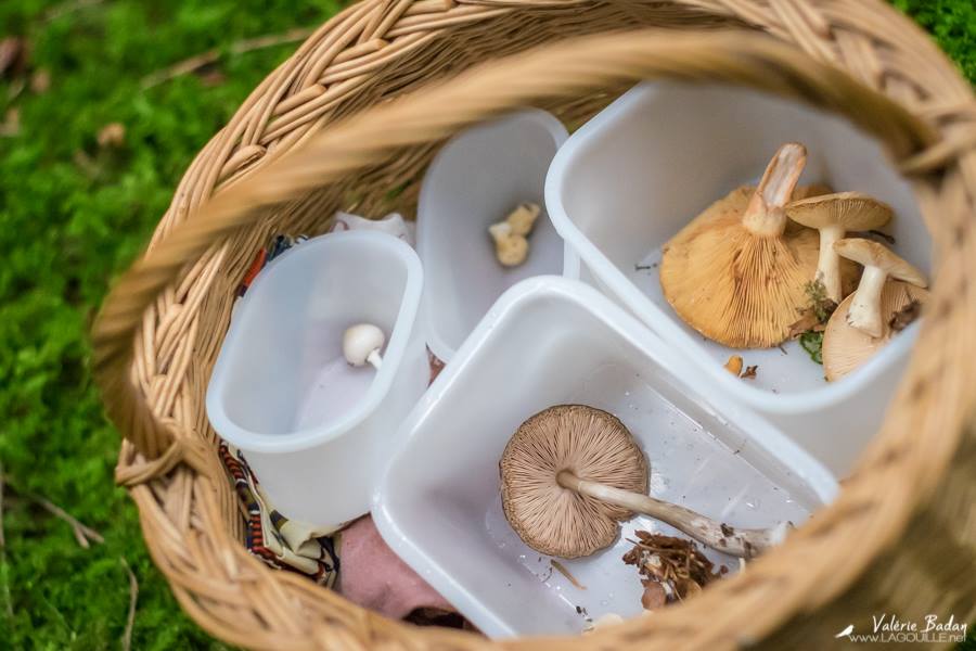Nos sorties